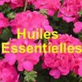 Choisir son huile essentielle